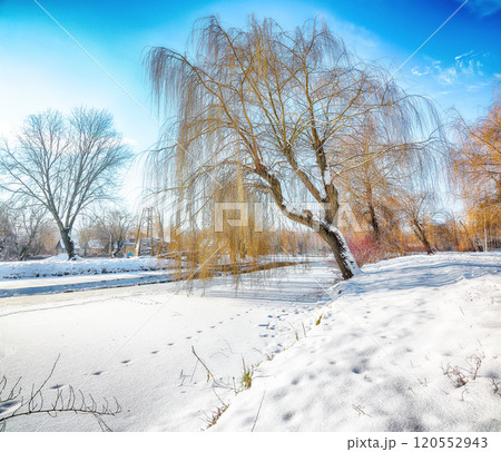 Stunning landscape in city park with snowy trees and beautiful frozen river Stunning landscape in city park with snowy trees and beautiful frozen river 120552943
