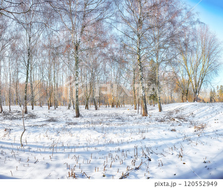 Astonishing  landscape with snow-covered birch trees and grass in the city park. 120552949