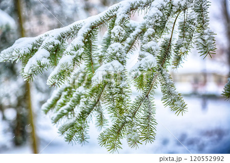 Snow on the branches while snowing. 120552992