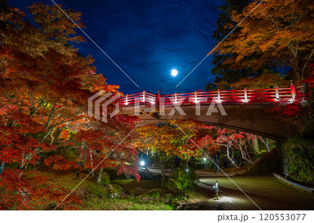 新潟・弥彦公園　ライトアップされたもみじ谷の観月橋 120553077