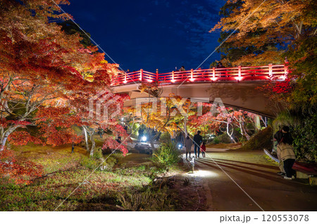 新潟・弥彦公園 ライトアップされたもみじ谷の観月橋 新潟・弥彦公園 ライトアップされたもみじ谷の観月橋 120553078