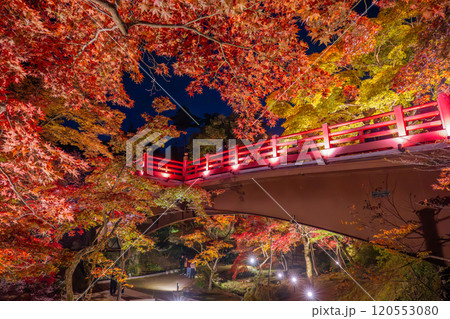 新潟・弥彦公園 ライトアップされたもみじ谷の観月橋 新潟・弥彦公園 ライトアップされたもみじ谷の観月橋 120553080