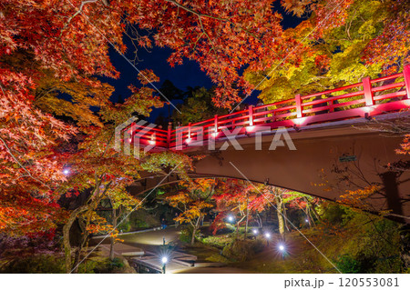 新潟・弥彦公園　ライトアップされたもみじ谷の観月橋 120553081
