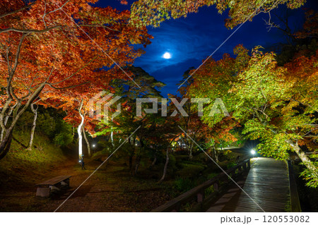 新潟・弥彦公園　ライトアップされたもみじ谷の夜景 120553082