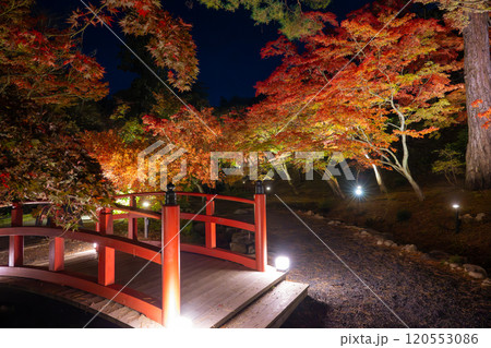 新潟・弥彦公園　ライトアップされたもみじ谷の夜景 120553086