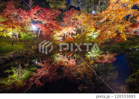 新潟・弥彦公園　ライトアップされたもみじ谷の夜景 120553093