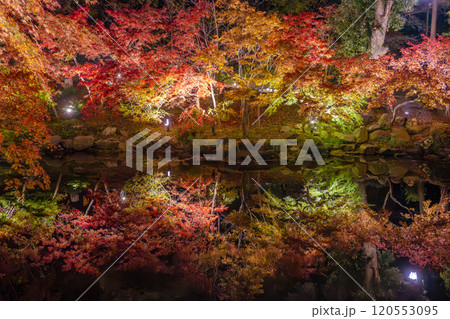 新潟・弥彦公園 ライトアップされたもみじ谷の夜景 新潟・弥彦公園 ライトアップされたもみじ谷の夜景 120553095