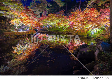 新潟・弥彦公園　ライトアップされたもみじ谷の夜景 120553099