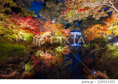 新潟・弥彦公園 ライトアップされたもみじ谷の夜景 新潟・弥彦公園 ライトアップされたもみじ谷の夜景 120553101