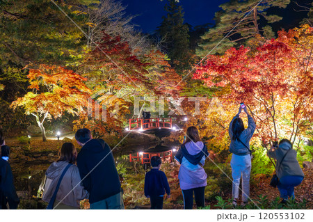 新潟・弥彦公園　ライトアップされたもみじ谷の夜景 120553102