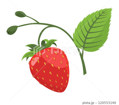 Fresh and Delicious Strawberry for Your Culinary Creations Fresh and Delicious Strawberry for Your Culinary Creations 120553140