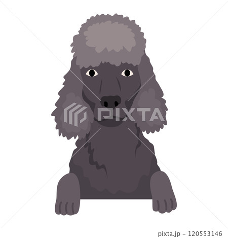 Dog hanging on border. Portrait of muzzles with paws. Front view. Flat vector design 120553146