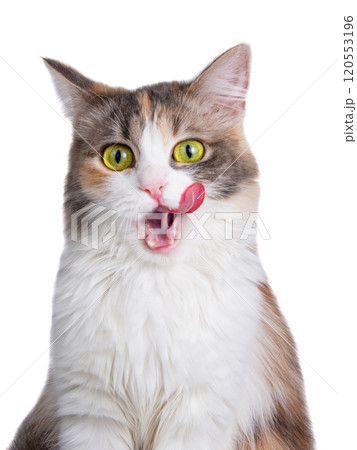 Funny fluffy forest cat bright color isolated on the white background Funny fluffy forest cat bright color isolated on the white background 120553196