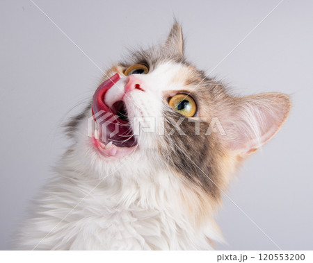 Funny fluffy forest cat bright color isolated on the white background Funny fluffy forest cat bright color isolated on the white background 120553200