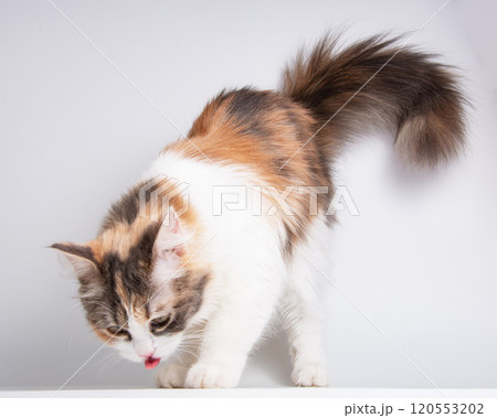 Funny fluffy forest cat bright color isolated on the white background 120553202