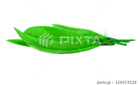Bright green feather isolated on the white background Bright green feather isolated on the white background 120553528