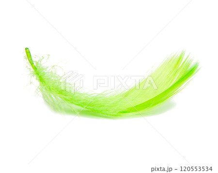Bright green fluffy elegance feather isolated on the white background 120553534