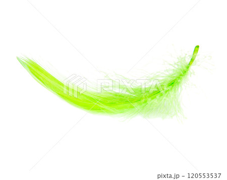 Bright green fluffy elegance feather isolated on the white background 120553537