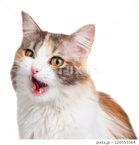 Funny fluffy forest cat bright color isolated on the white background Funny fluffy forest cat bright color isolated on the white background 120553564