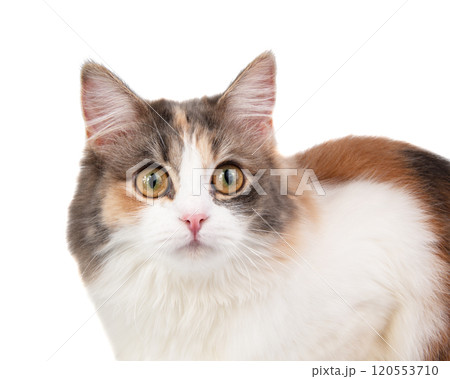 Bright longhair multicolor cat portrait isolated on the white background 120553710