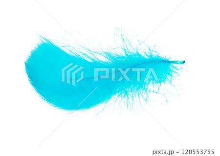 Bright blue feather isolated on the white background Bright blue feather isolated on the white background 120553755