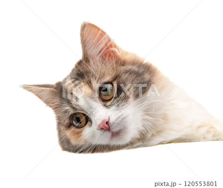 Bright longhair fluffy multicolor cat portrait isolated on the white background Bright longhair fluffy multicolor cat portrait isolated on the white background 120553801