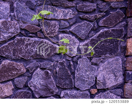 Wallpaper of old vintage stone wall and green leaves background texture 120553889