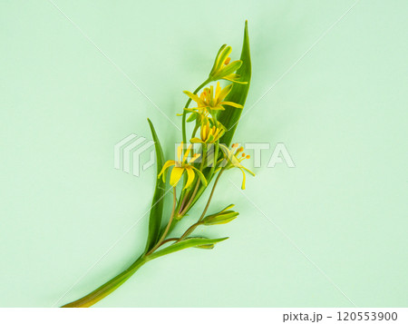 Gagea lutea snowdrops spring flower on green bright background 120553900