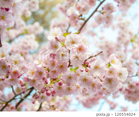 Beautiful spring blooming sakura flowers branch background 120554024