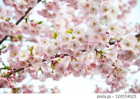Beautiful spring blooming sakura flowers branch background 120554025