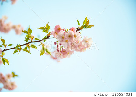 Fresh blooming sakura flowers branch on blue sky background Fresh blooming sakura flowers branch on blue sky background 120554031