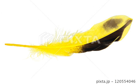Decorative yellow feather isolated on the white background 120554046