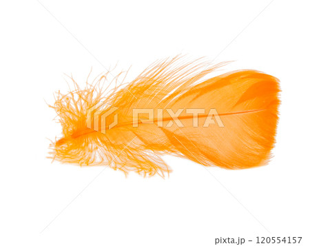 Orange fluffy feather isolated on the white background 120554157