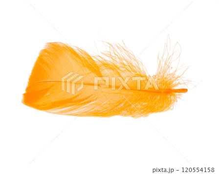 Orange fluffy feather isolated on the white background Orange fluffy feather isolated on the white background 120554158