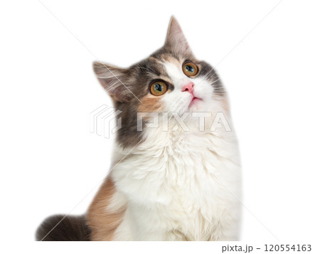 Bright fluffy cat three colors isolated on the white background 120554163