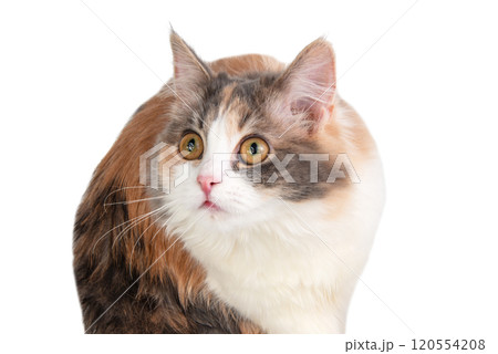 Bright fluffy funny cat isolated on the white background Bright fluffy funny cat isolated on the white background 120554208