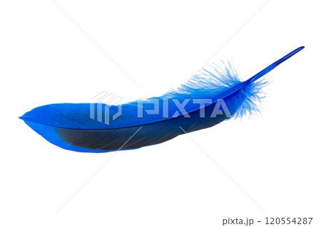 Decorated blue elegant feather isolated on the white background Decorated blue elegant feather isolated on the white background 120554287