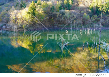 晩秋の徳山ダム湖の紅葉 晩秋の徳山ダム湖の紅葉 120554546