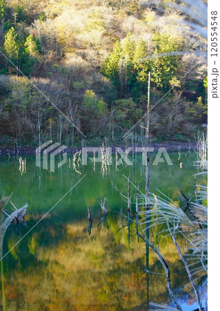 晩秋の徳山ダム湖の紅葉 晩秋の徳山ダム湖の紅葉 120554548