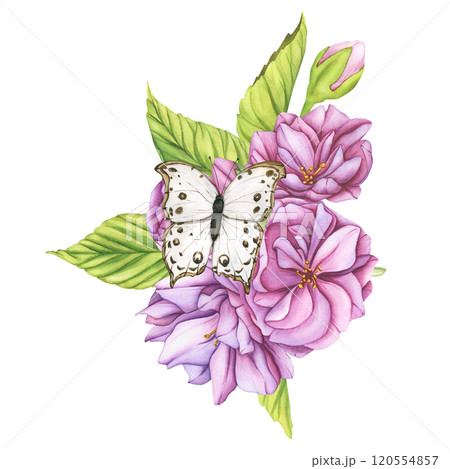 Pink cherry blossoms bouquet with a butterfly. Watercolor illustration Japanese sakura flowers botanical illustration. Template for Template for Valentine's Day, Women's Day and congratulations Pink cherry blossoms bouquet with a butterfly. Watercolor illustration Japanese sakura flowers botanical illustration. Template for Template for Valentine's Day, Women's Day and congratulations 120554857