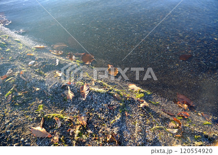 屈斜路湖の湖縁と枯れ葉 北海道 120554920