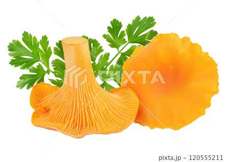 Chanterelle mushroom isolated on a white background 120555211