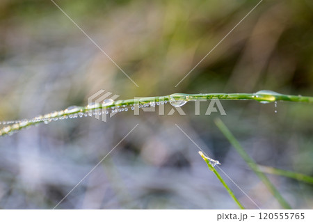 Dew on green grass. Water drops, morning coolness and weather 120555765
