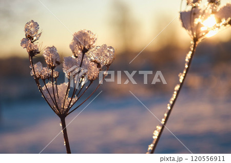 BEAUTIFUL WINTER photos with snow and icy branches with sun glare and leaves. High quality photo BEAUTIFUL WINTER photos with snow and icy branches with sun glare and leaves. High quality photo 120556911