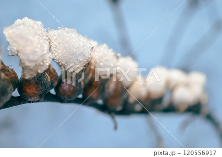 BEAUTIFUL WINTER photos with snow and icy branches with sun glare and leaves. High quality photo BEAUTIFUL WINTER photos with snow and icy branches with sun glare and leaves. High quality photo 120556917
