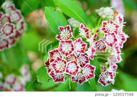可愛い カルミアの花 可愛い カルミアの花 120557598