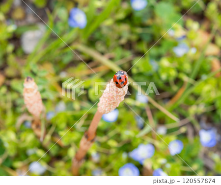 春の風景 春の風景 120557874