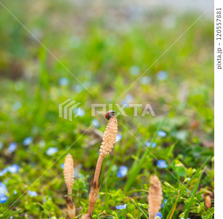 春の風景 春の風景 120557881