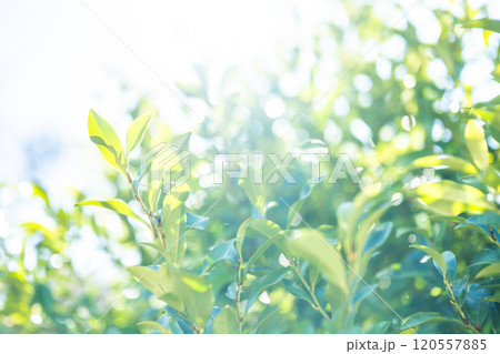 明るい木々の葉 120557885