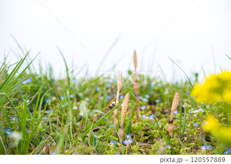 春の風景 120557889